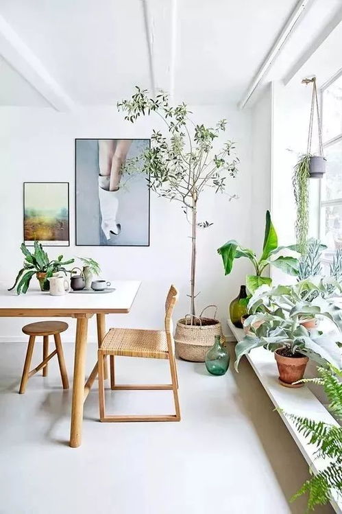 大型植物与空间的划分