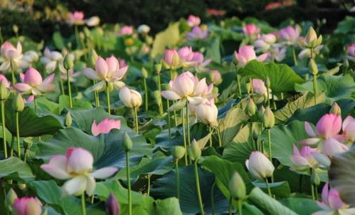 荷与睡莲， 共生的艺术