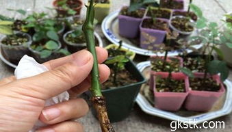 第一步：环剥大法好