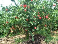 果树的点缀魅力