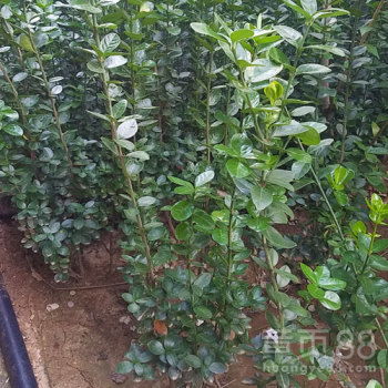 绿篱价格之谜：一平方究竟多少银两？