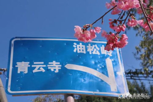 春回大地，樱花绽放