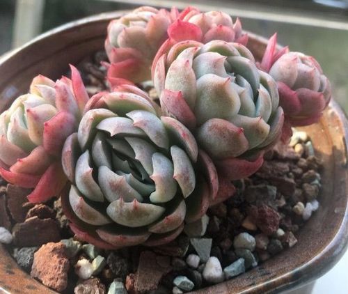 挑选耐养且美观的多肉植物，掌握8个选购技巧