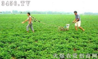 梅树底肥施用什么肥料最适宜？底肥如何科学施肥
