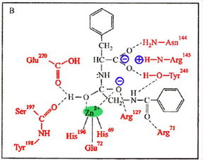 百菌清中金属离子对人体和环境的影响