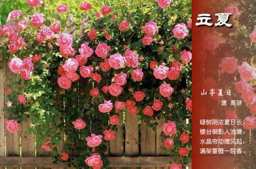 “爆款蔷薇花品种，高清美图鉴赏”