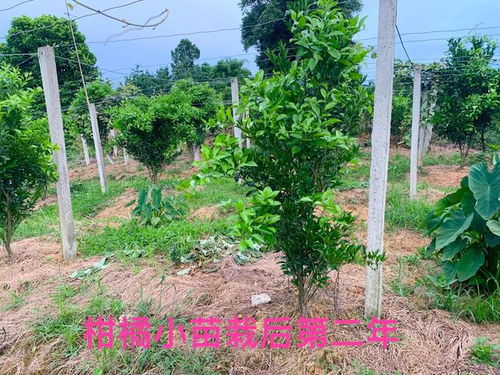 耙耙柑适合在哪些地区种植？其种植条件和最适宜的气温范围是多少