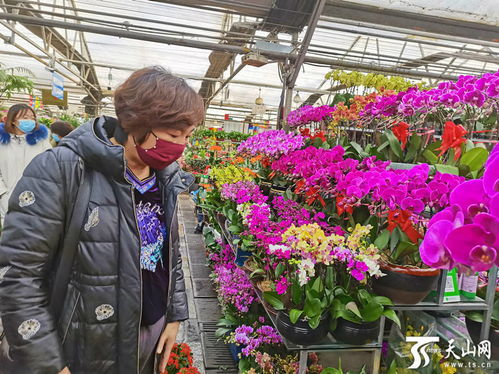 一年生花卉的奥秘