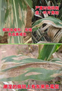 苯醚甲环唑与嘧菌酯：水稻、玉米、小麦的守护神？