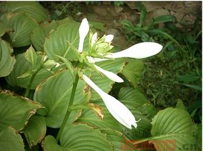 适当施肥：营养均衡