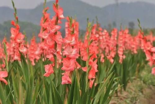 剑兰花期结束：如何妥善处理剩余花朵？