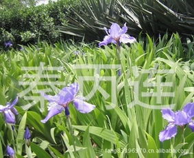 鸢尾花：宿根花卉的代表