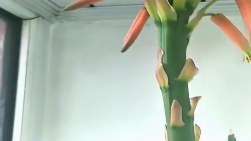 九月二十六开花的植物之谜