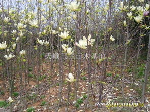 河南白玉兰基地的美丽秘密：黄玉兰与白玉兰的辨识与种植之道