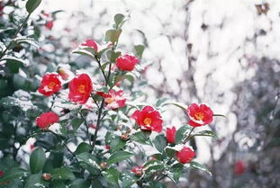 南京明孝陵的奇景与园林工的秘诀