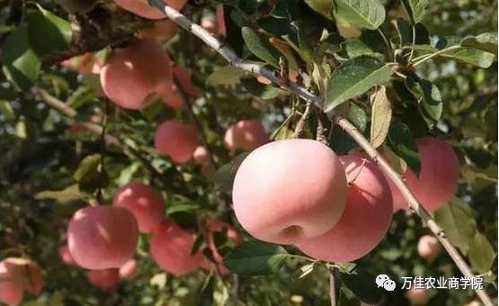 苹果树花前管理：清园补肥