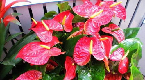 火鹤花：新婚， 祝福，幸运，快乐