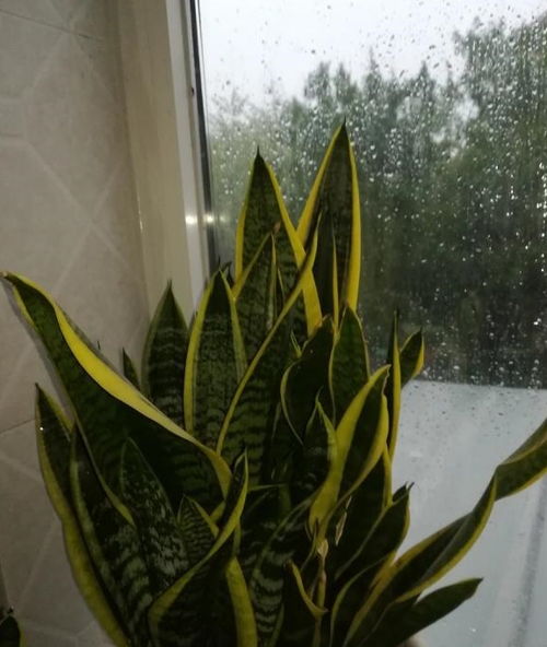 虎皮兰叶子干瘪发软？是浇水过多还是光照不足