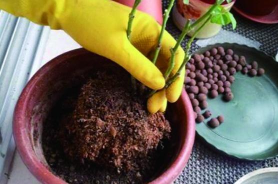 土壤、 根系，者阝得检查