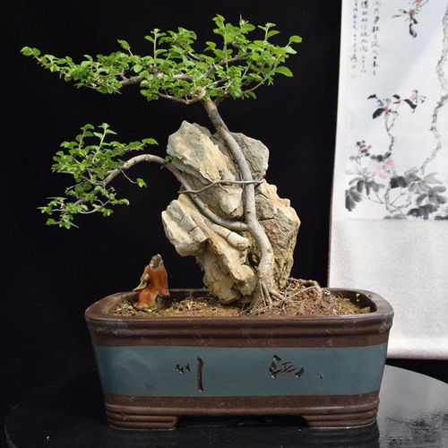如何修剪盆景榆树？修剪后如何保持其造型