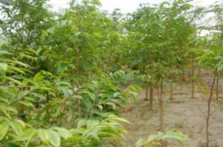 种苗有讲究， 不是随便挑