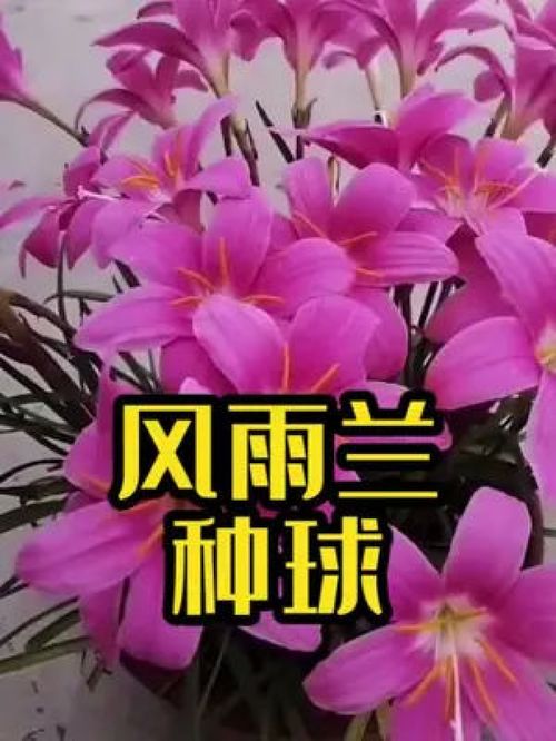 风雨兰种球最佳种植时间是什么时候