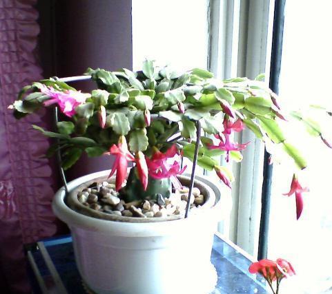 孕蕾期与开花期的肥料选择