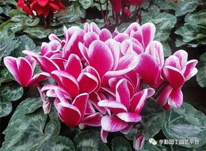 仙客来喜温怕寒，温暖花开！