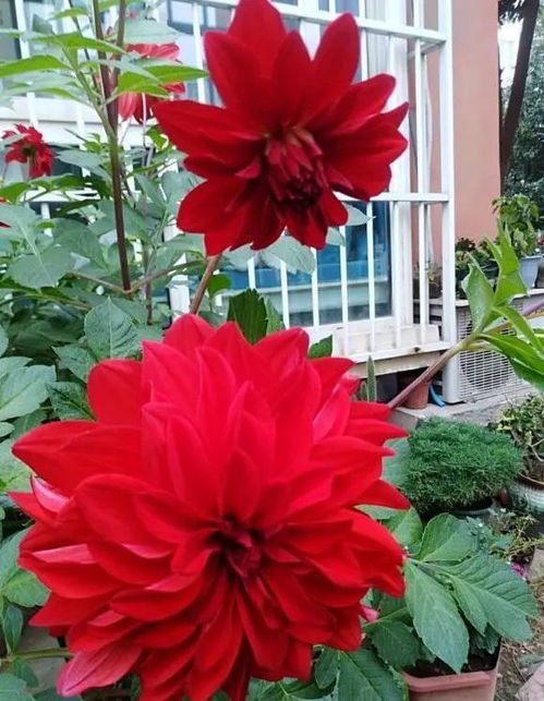 大丽花与金光菊的美丽绽放