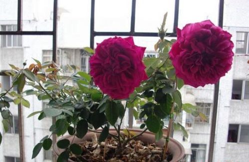 玛丽玫瑰， 美得让人心动