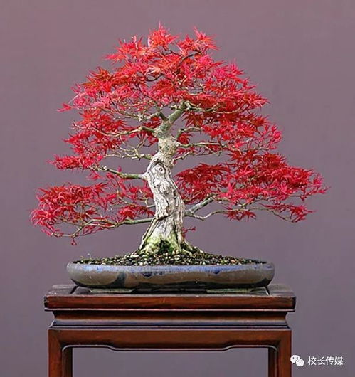 盆景红枫冬天如何养护才能保持生机