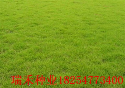 南方选手必备：狗牙根+黑麦草混播