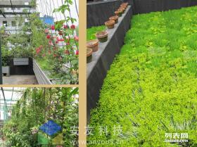 校园中的樟树守护者