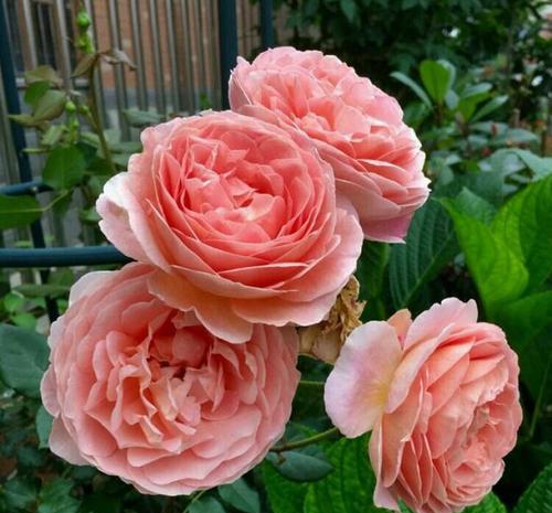 羊粪肥和蚯蚓粪，哪种梗适合月季