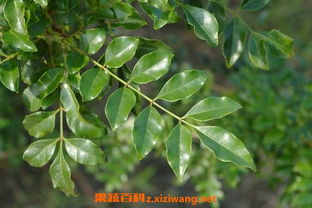 小煤炱菌属，寄生植物