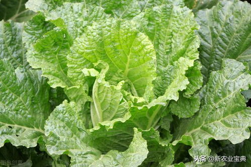 白菜种子发芽温度