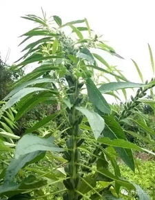 肥料：营养均衡是秘诀