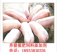 青年鸡输卵管栓塞症：饲料添加剂的潜在隐患