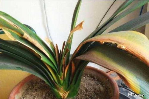 君子兰根烂了的原因及处理方法：花卉的守护之道