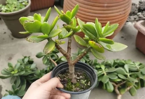 榕树的生长习性了解一下