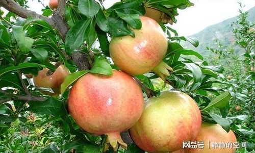 打什么药