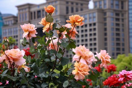 阳台也嫩养， 美美哒