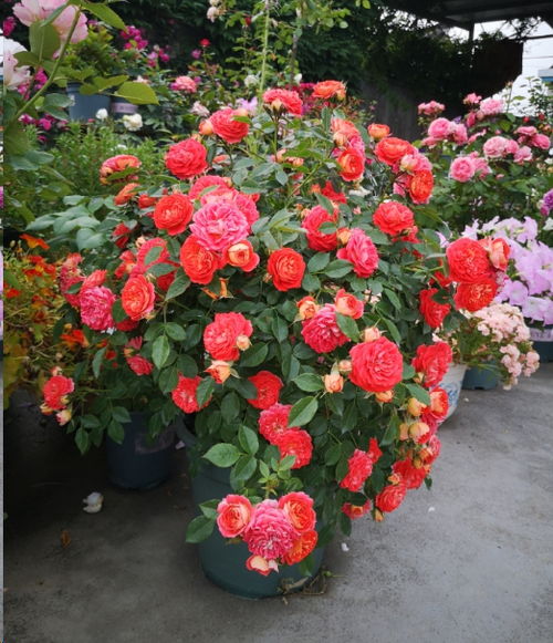 冬季养护， 春季盛开：藤本月季修剪方案全解析