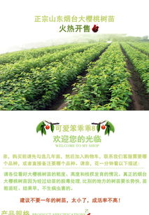 苗木养护的烦恼，你懂吗？