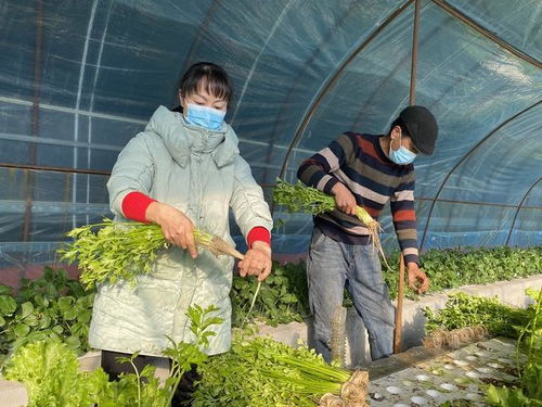 “打造高效农业养殖卫生管理体系”