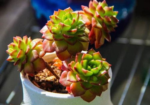 夏天多肉灯泡种植，五忌需谨记