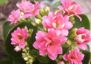 海棠花的烂根问题解析