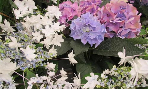 绣球花叶子发黄，咋回事儿呀？