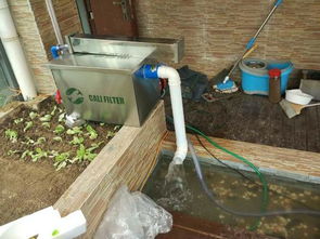 鱼池过滤器需全天候开启以保证水质清洁
