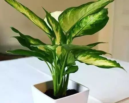 家中适宜养植物，可净化空气、美化环境